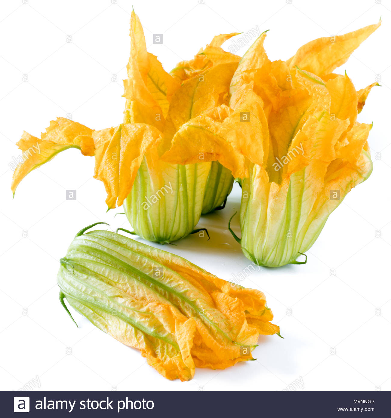 Flor de carbass&oacute;