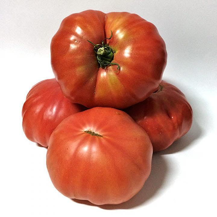 Tom&agrave;quet Mand&oacute; de Collserola