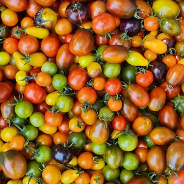 Tom&agrave;quet cirerol MIX COLORS